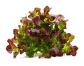 Red Oak Leaf lettuce with water drops isolated on white background Royalty Free Stock Photo