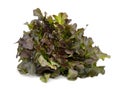 Red oak leaf lettuce on white background Royalty Free Stock Photo