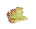 Red oak leaf lettuce on white background