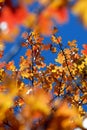 Red Oak Leaves Royalty Free Stock Photo