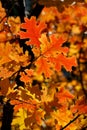 Red Oak Leaves Royalty Free Stock Photo