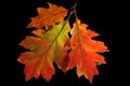 red oak leaves autumn or fall colors Royalty Free Stock Photo