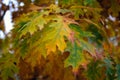 Red oak leaves close up. Autumn Park. Quercus palustris pin oak tree Royalty Free Stock Photo