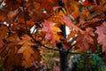 Red oak leaves close up. Autumn Park. Royalty Free Stock Photo