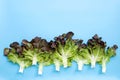 Red Oak Lettuce on blue background Royalty Free Stock Photo