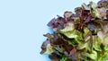 Red Oak Lettuce on blue background Royalty Free Stock Photo