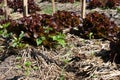 red oak lettuce plant growing in farm. vegatable plantation in garden Royalty Free Stock Photo
