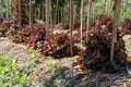 red oak lettuce plant growing in farm. vegatable plantation in garden Royalty Free Stock Photo