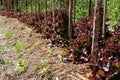 red oak lettuce plant growing in farm. vegatable plantation in garden Royalty Free Stock Photo