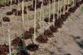 red oak lettuce plant growing in farm. vegatable plantation in garden Royalty Free Stock Photo