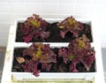 Red oak lettuce plant in vegetable growers