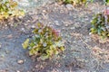 Red Oak Lettuce salad Royalty Free Stock Photo