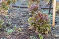 Red Oak Lettuce salad Royalty Free Stock Photo