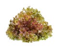 Red oak lettuce with water drops on white background Royalty Free Stock Photo