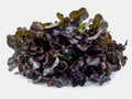 Red oak lettuce on white background Royalty Free Stock Photo