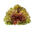 Red oak lettuce on white background Royalty Free Stock Photo