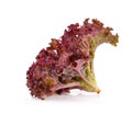 Red oak lettuce on white background Royalty Free Stock Photo