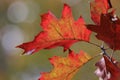 Red Oak Tree in Fall Royalty Free Stock Photo