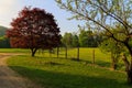 Meadow scene with red oak and road way leading around fenced pasture area Royalty Free Stock Photo