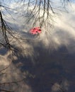 Red Oak Tree Leaf Floating in Water Royalty Free Stock Photo