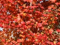 Red Oak Tree Leaves Royalty Free Stock Photo