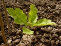 Red oak tree sapling