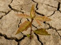 Red oak tree sapling Royalty Free Stock Photo