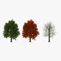 Red Oak Tree Set summer, winter, autumn on white. 3D illustration Royalty Free Stock Photo