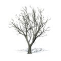 Red Oak tree in winter with shadow on the floor - isolated on white background Royalty Free Stock Photo