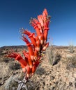 Red Ocotilla blooming in the harsh desert Royalty Free Stock Photo