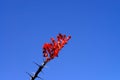 Octillio Cactus blossom