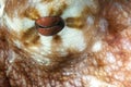 Red Octopus eye close up shot Royalty Free Stock Photo