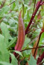 Red okra Carmine Splendor Royalty Free Stock Photo