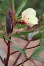 Okra Plant Royalty Free Stock Photo