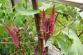 Red Okra Plant Royalty Free Stock Photo