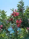 Red oleander flowers close-up against the background of the blue mediterranean sea in Turkey, Kusadasi. Summer Royalty Free Stock Photo