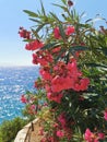 Red oleander flowers close-up against the background of the blue mediterranean sea in Turkey, Kusadasi. Summer Royalty Free Stock Photo