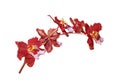 Red Oncidium Royalty Free Stock Photo