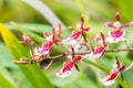 Red Oncidium orchid.