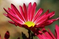 A red one chrysanthemums flower seen from close