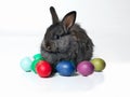 The red one is my favorite. Studio shot of a cute rabbit sitting with an assortment of colored eggs.