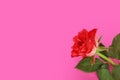 Red one rose isolated on pink background. Greeting card with copy space. Royalty Free Stock Photo