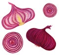 Red onion bulb whole and half. Watercolor shallot vegetable set Royalty Free Stock Photo