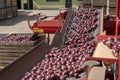 Red Onion Bulbs Falling Out From Onion Bulb Grading And Sorting Machine