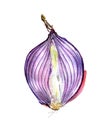 Red onion cut in half isolated on a white background. Watercolor sketch. Royalty Free Stock Photo