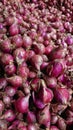 Red Onion farmer field Royalty Free Stock Photo