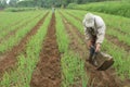 Red onion farmer