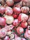 Red Onion Farmer Seeds Royalty Free Stock Photo