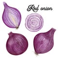 9002 Red onion food illustration. Watercolor hand drawn vegetable clipart set. Royalty Free Stock Photo