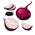 Red Onion hand drawn vector illustration. Vegetable Isolated object.